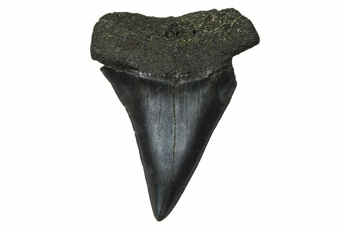 Fossil Broad-Toothed Mako Tooth - South Carolina #374772